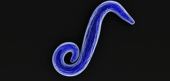 Malaria Parasites In “Vaccines” Target Placenta, Kill Babies In&nbsp;Utero